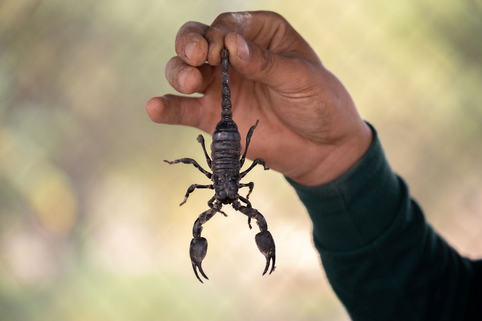 How to Get Rid of Scorpions Permanently In Your House?